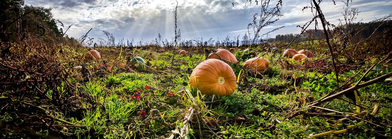 주일낮예배 대표기도문(11월 셋째주, 추수감사절)