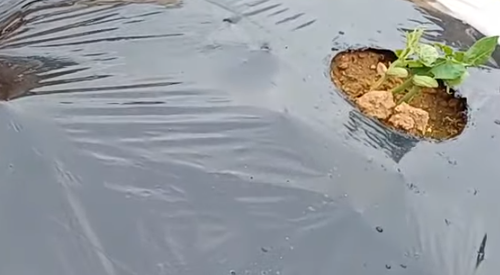 강낭콩 파종시기와 거름 주는 방법 정리 1