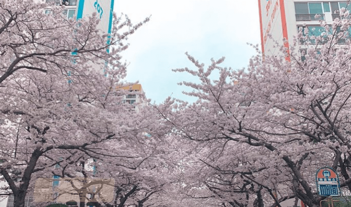 아파트 단지내 벚꽃이 피어있는 모습
