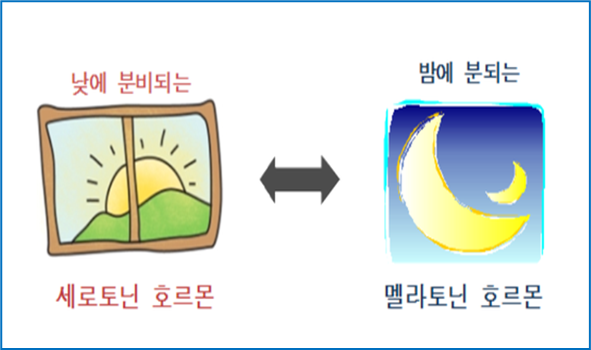 세로토닌&#44; 멜라토닌
