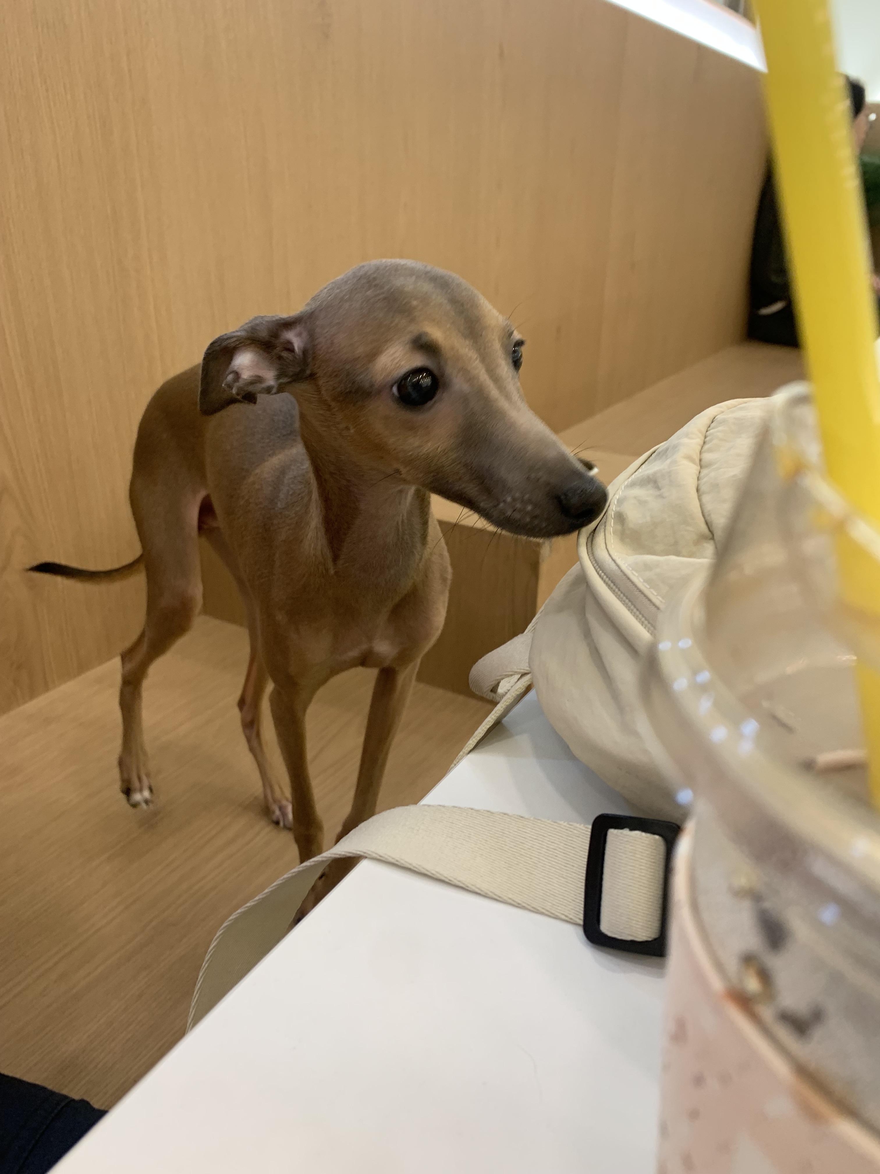 부천 부천시청 애견카페 애견유치원 애견호텔 멍스냅