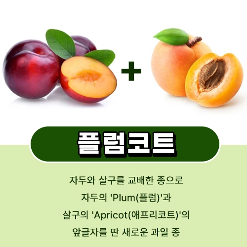 플럼코트