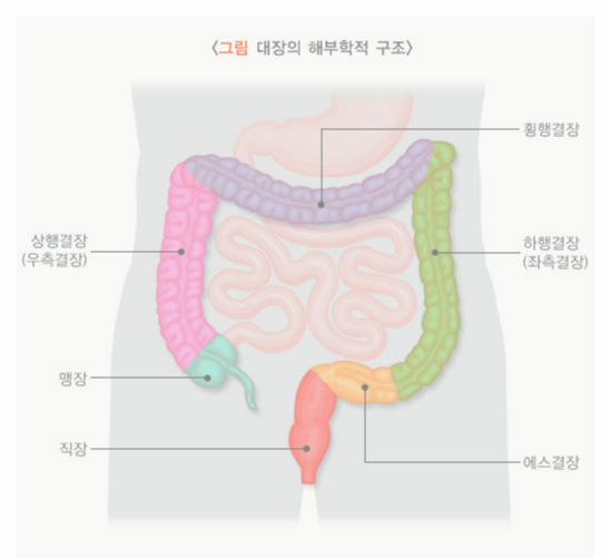대장내시경-전-음식주의사항 