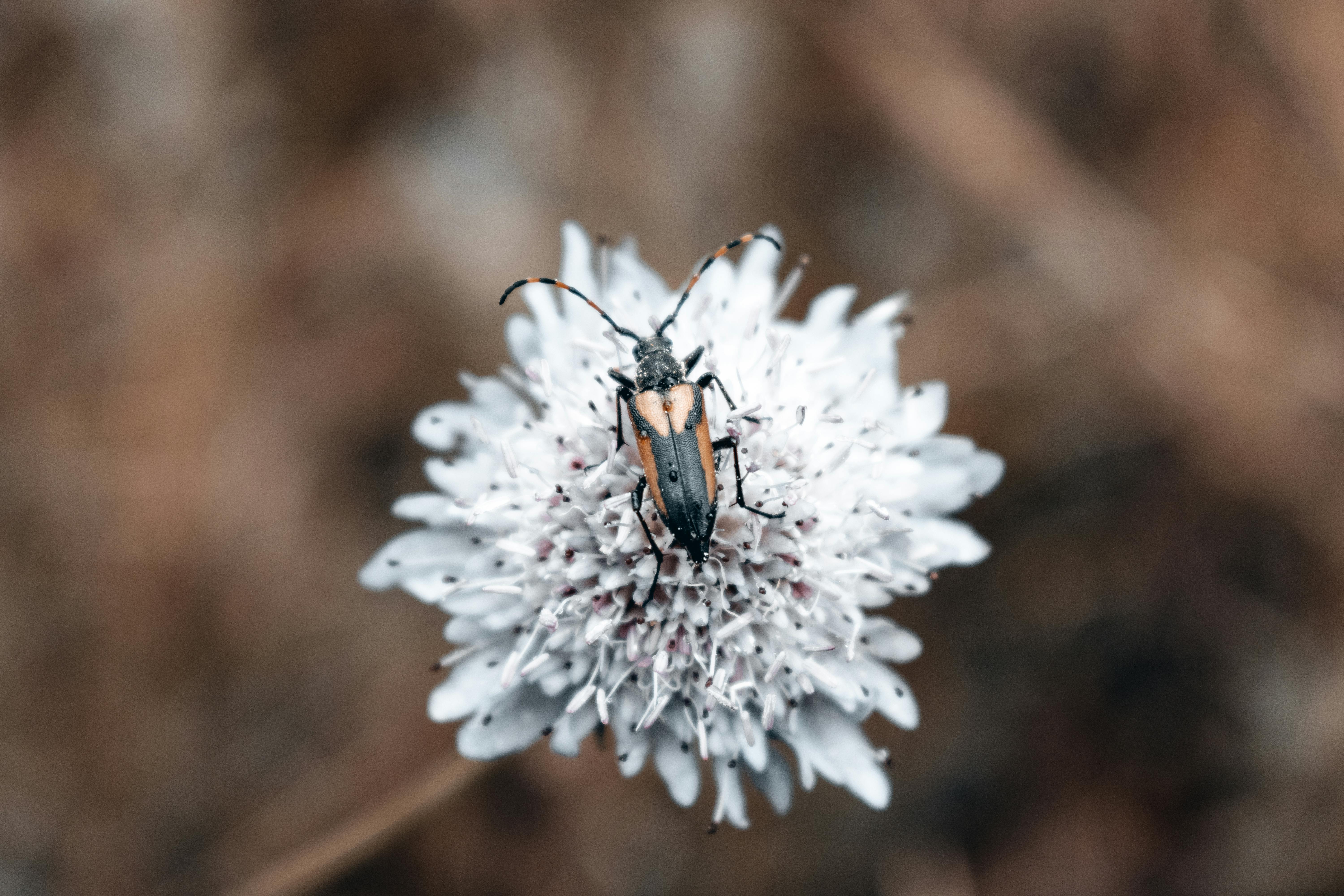 벌레가 상처에서 나오는을 상징하는 이미지