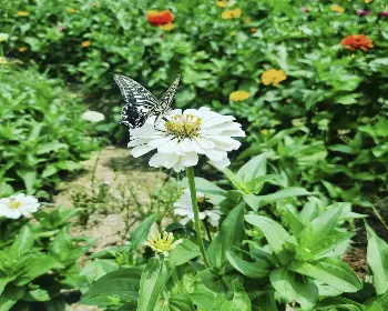 원주 용수골 가을꽃축제_26