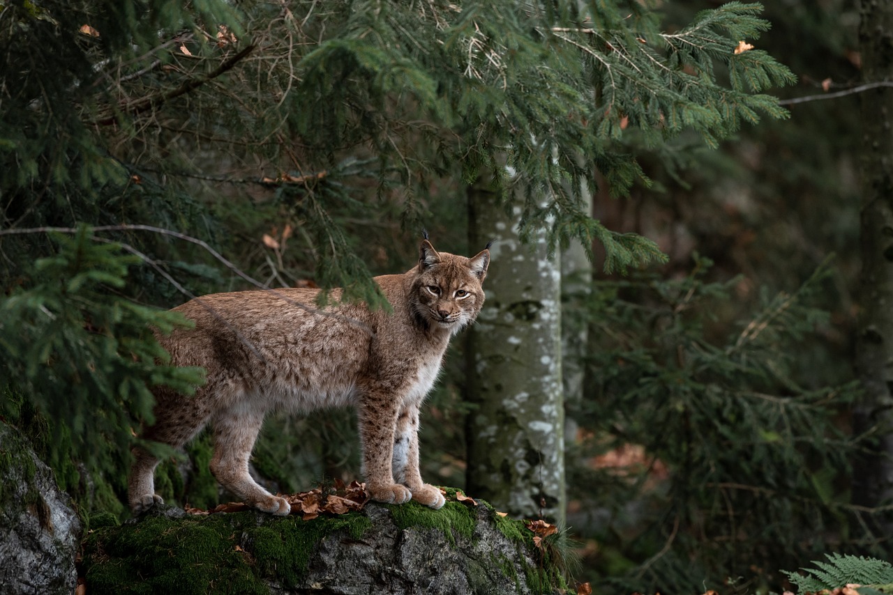bobcat
