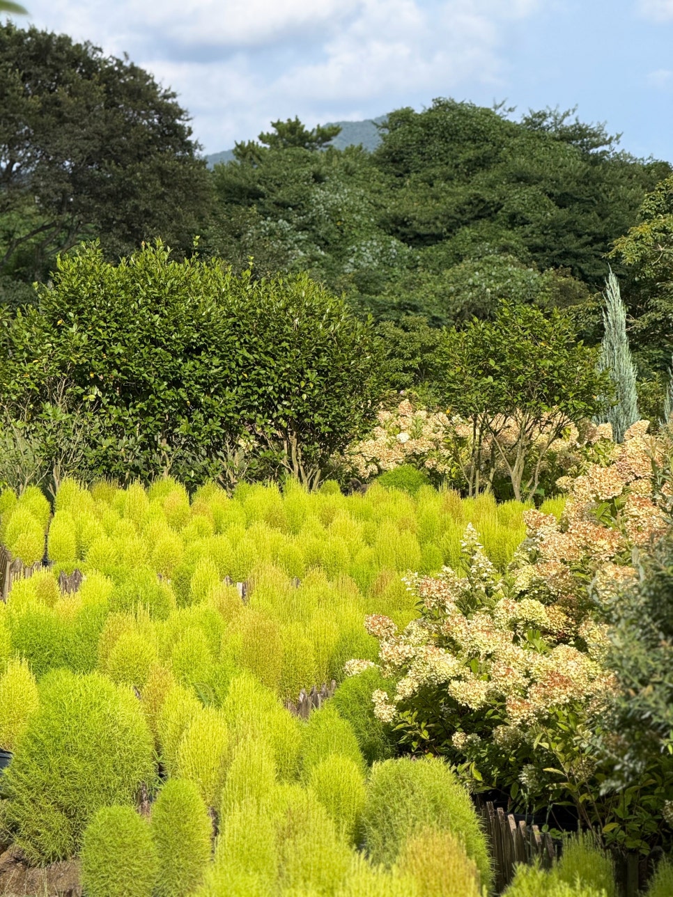 제주 핑크뮬리 명소 마노르블랑