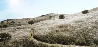 서울 억새축제 2025 일정위치 총정리로 안내_9