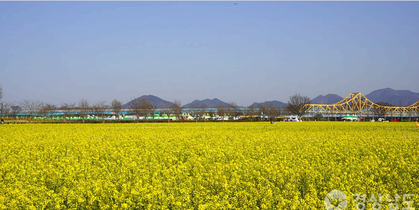 [4월 봄꽃 축제]창녕 낙동강 유채꽃축제 ❘기간, 일정, 명소, 실시간 개화 현황