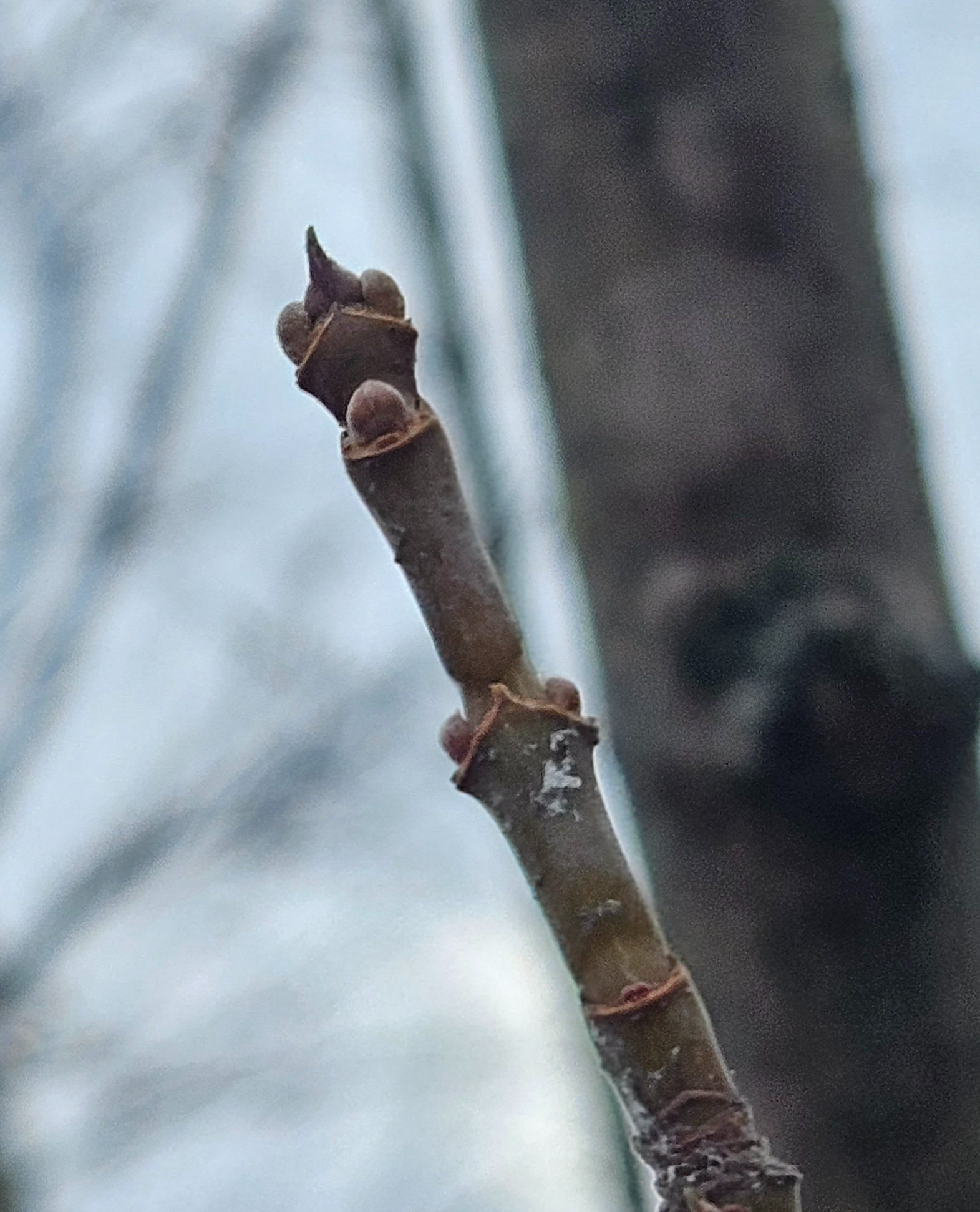 네군도단풍 겨울눈2