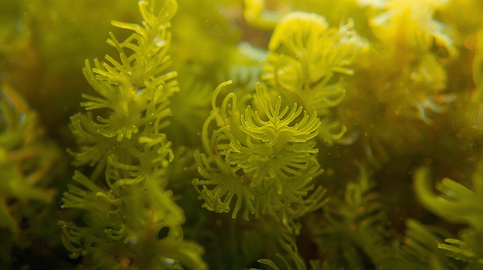 갑상선에 좋은 음식