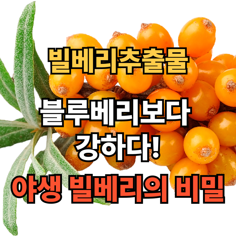 👀 눈 건강을 위한 선택, 빌베리추출물 효능 및 부작용 / 복용팁