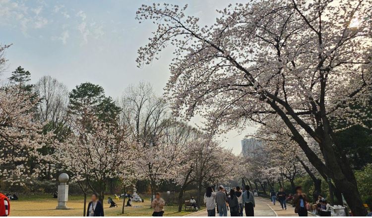 어린이공원 벚꽃 개화