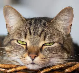 수컷 고양이, 암컷 고양이 걸리기 쉬운 질병의 차이