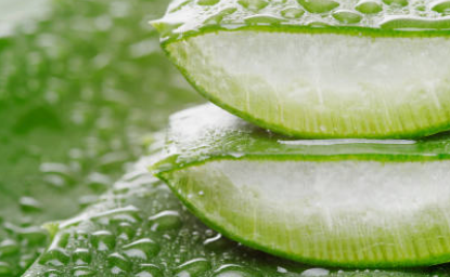 알로에 수딩젤 제품 추천 / 수딩젤 효능 알로에 베라 / 알로에 먹는 방법 키우는 방법