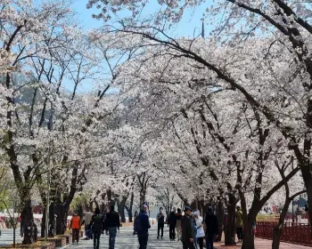 벚꽃 개화시기_9