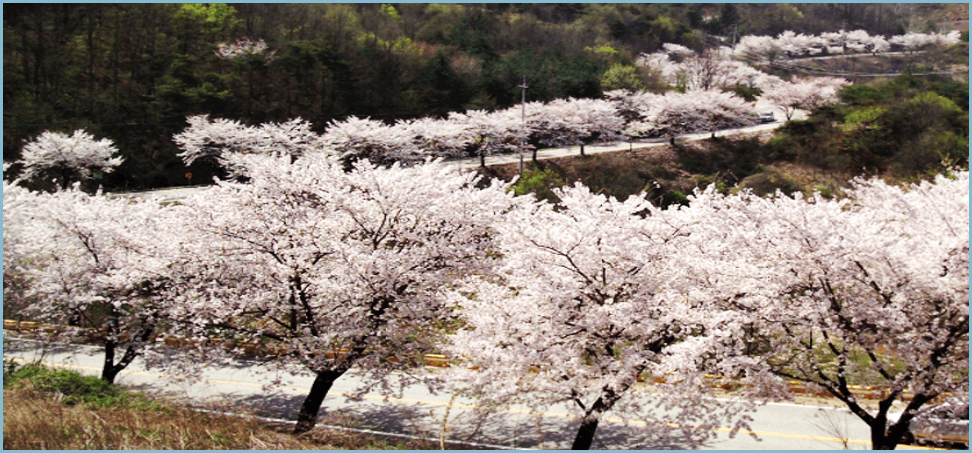 청풍호-벚꽃축제