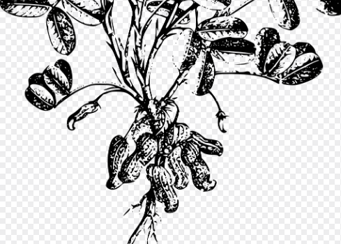 무가당 무첨가 땅콩버터 효능