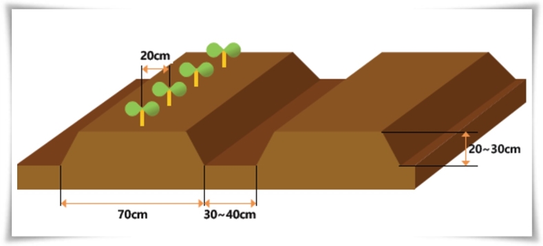 텃밭관리 "2월~3월 감자 심기" 슬기로운 전원생활 완벽 가이드!