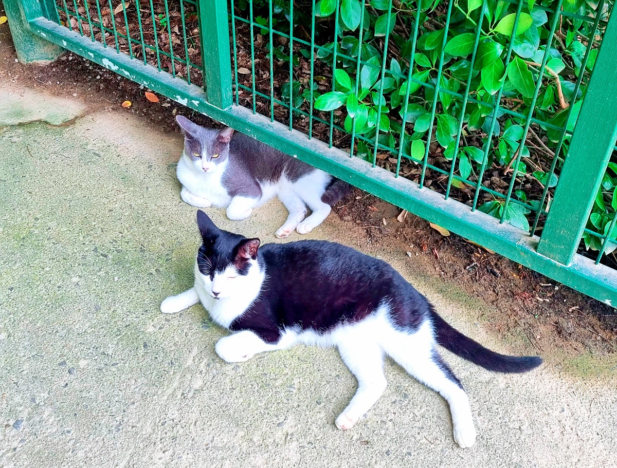 충남 당진 아미미술관: 현대미술&amp;#44; 수국&amp;#44; 야외 조형물&amp;#44; 인스타그램 감성 포토존