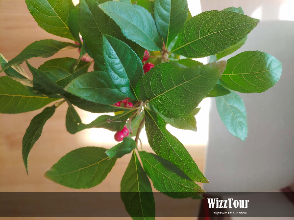 공기 정화 식물 천냥금 키우기