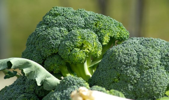 루테인 많은 음식