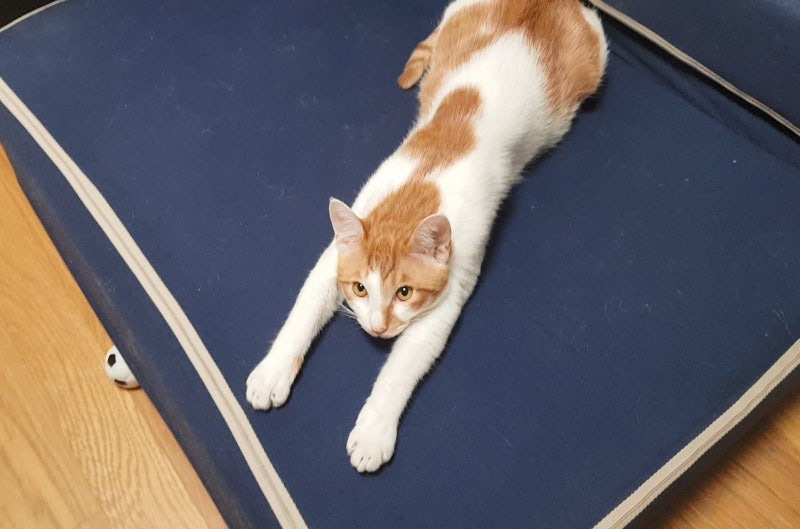 강아지슬개골