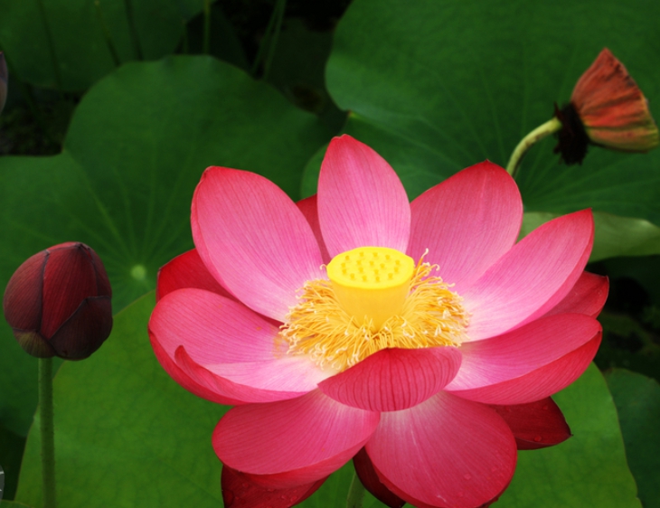 7월 부여 궁남지 서동 연꽃축제 일정&amp;#44; 입장료&amp;#44; 초대 가수 장민호&amp;#44; 안성호