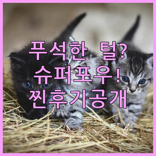 푸석한 고양이 피모 관리 닥터바이 슈..