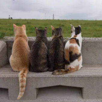 고양이 발정 기간 증상 대처_7