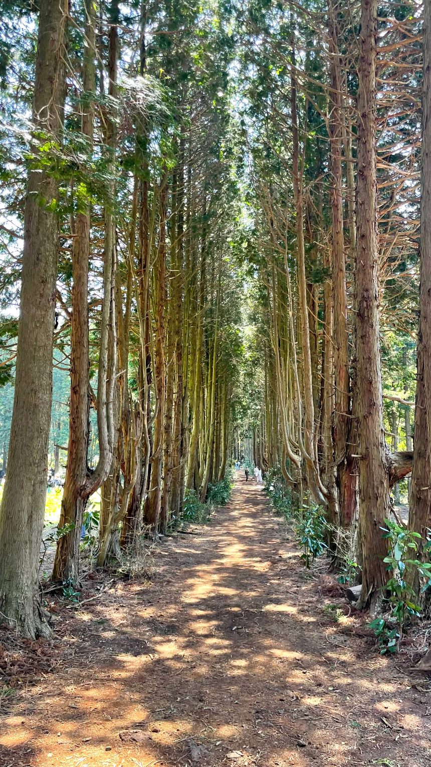 비밀의 숲 산책길