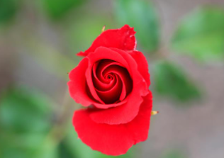 경산 하양 대부잠수교 장미 터널