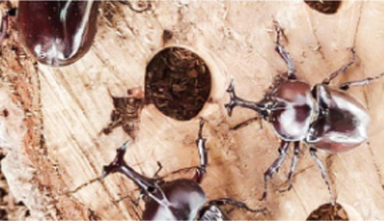 담양 곤충박물관