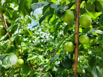 매실 수확 시기 매실장아찌 매실청 매실주 담그는 법_14