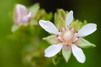 야관문 효능효과 먹는방법, 부작용