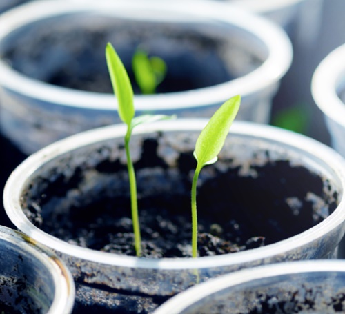 노바백신 관련주 이미지 입니다.