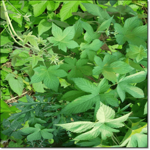 AMPK 풍부한 돌외잎