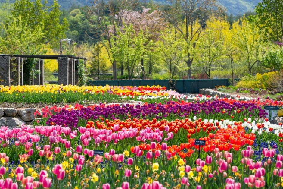 국립백두대간수목원 꽃축제