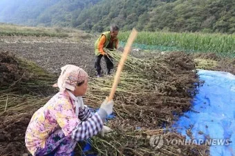 들깨 수확 시기와 방법, 기계, 들깨 볶는법_35