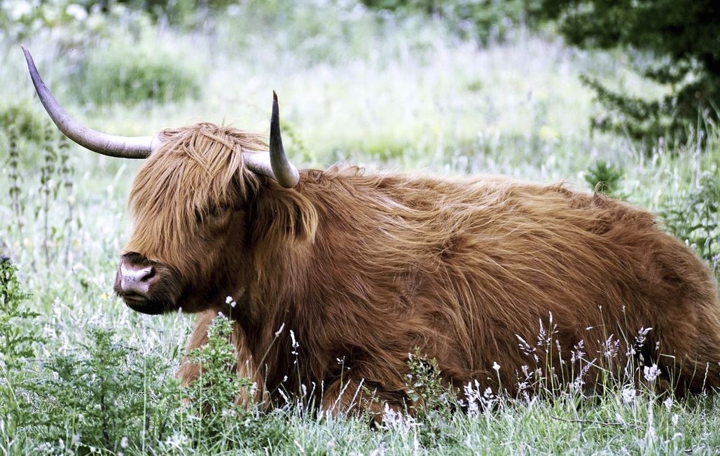 2026년 소띠 운세 (월별·연애운·재물운·직장운)최신