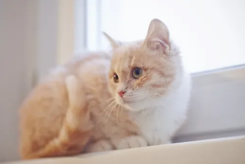 고양이-털-알레르기-증상