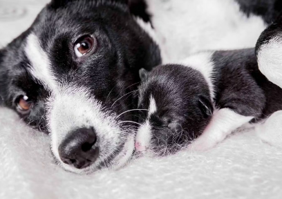 누워있는 강아지