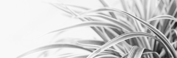 나비란 키우기: 나비란 자구