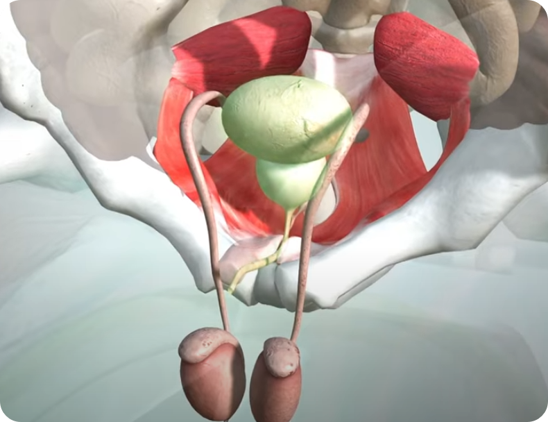 전립선좌욕사진