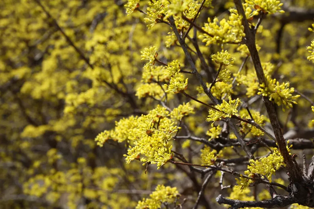 산수유 재배 개화기 관리 결실 유도 열매 건조_1