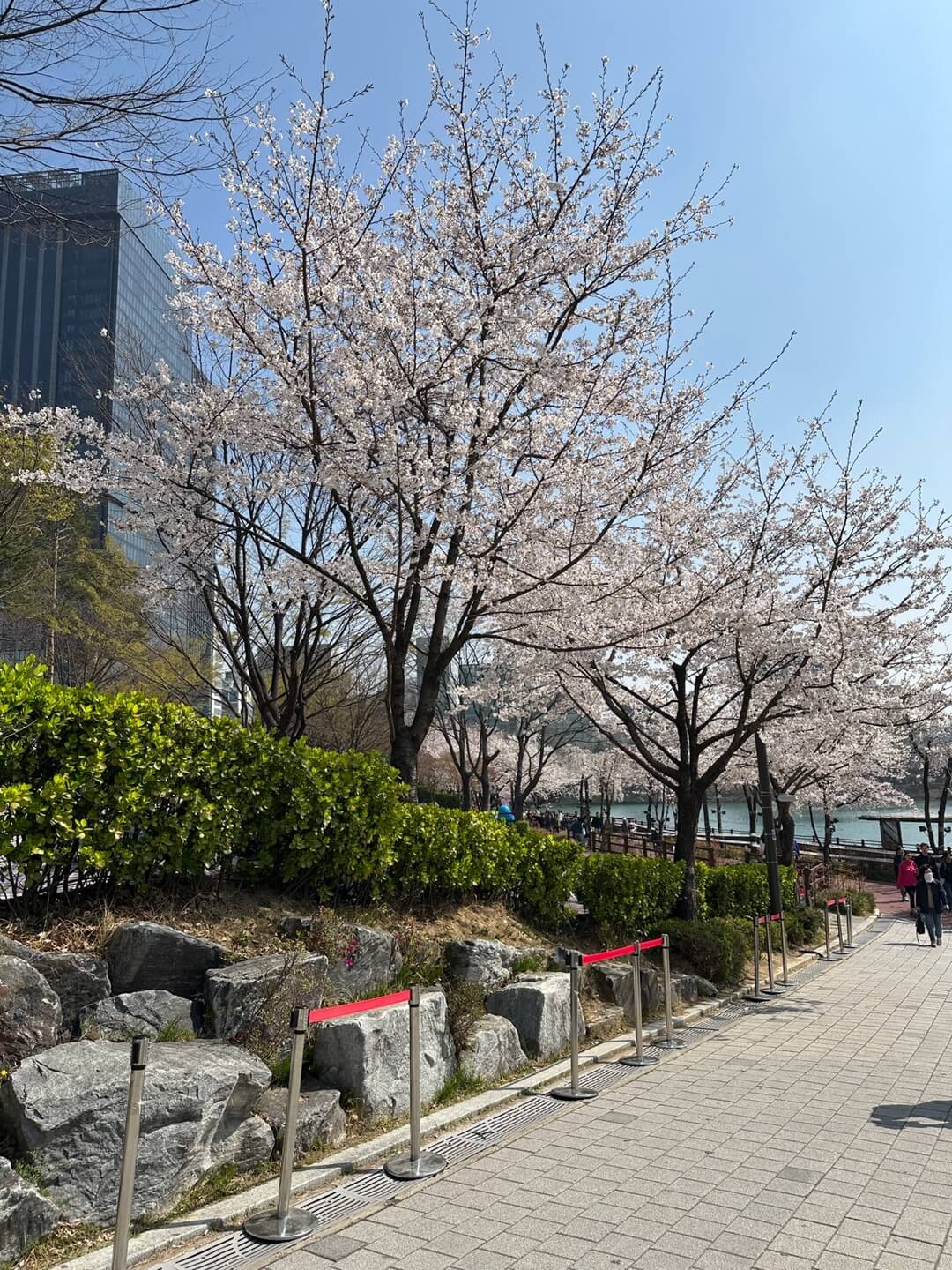 석촌호수 벚꽃 실시간