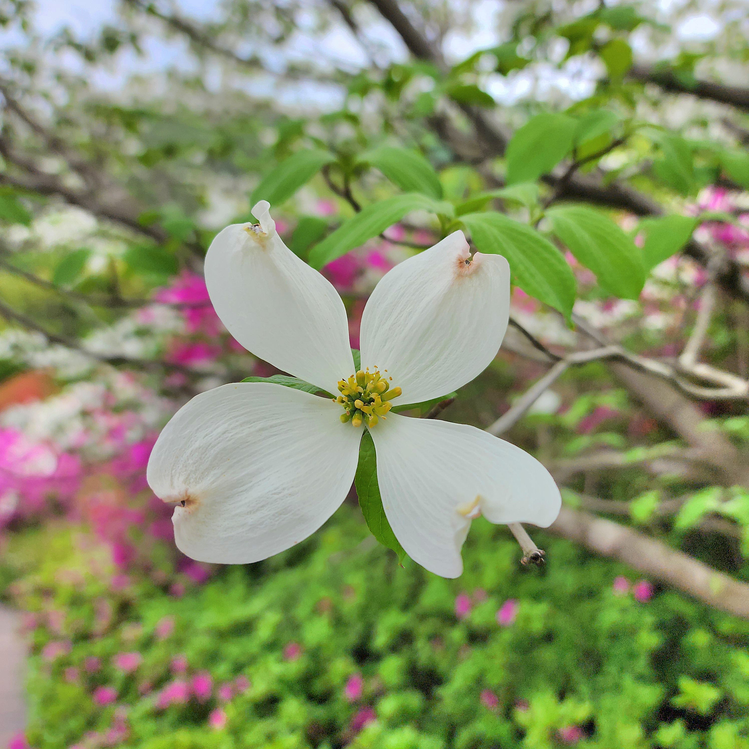 꽃산딸나무(미국산딸나무)