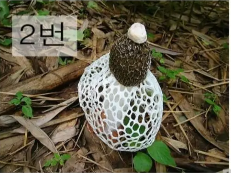 흰망태버섯