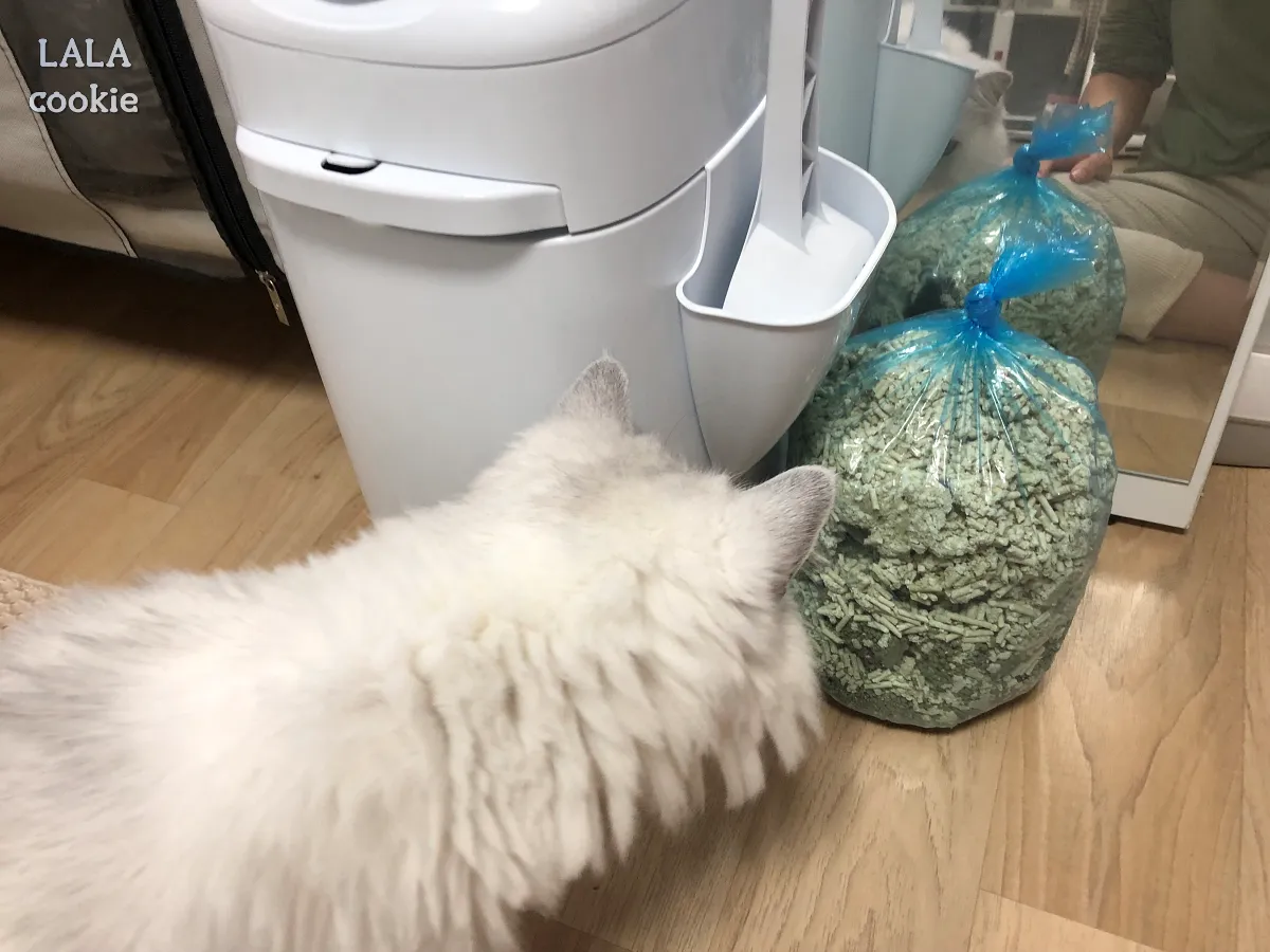 고양이-배변-쓰레기통-추천-리터락커-후기-고양이가-봉투를-쳐다보는-모습