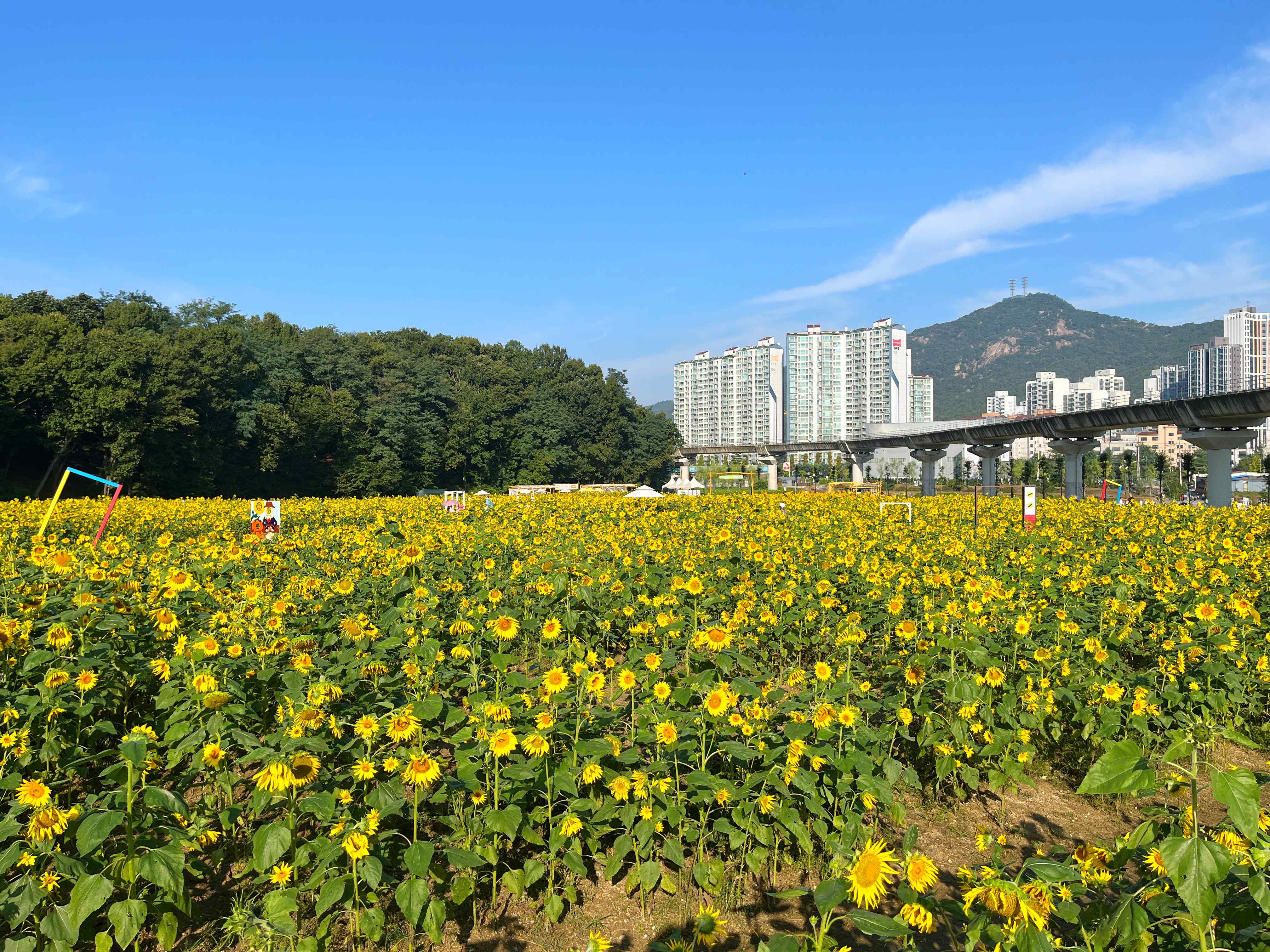 신곡새빛정원 해바라기